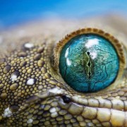 Самые необыкновенные глаза в животном мире
