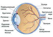 Исследования установили связь между болезнью Паркинсона и изменениями в сетчатке человеческого глаза